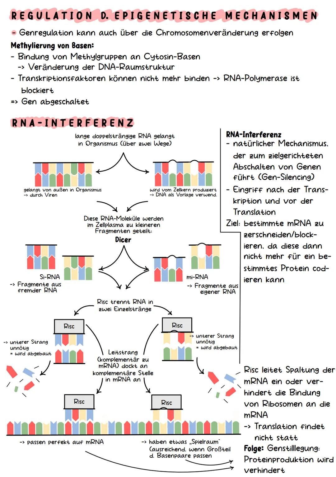 Genetik Chromosomen
Chromosome sind eine hoch kondensierte
Form der DNA. Man findet sie nur bei
Organismen mit einem echten Zellkern,
also b