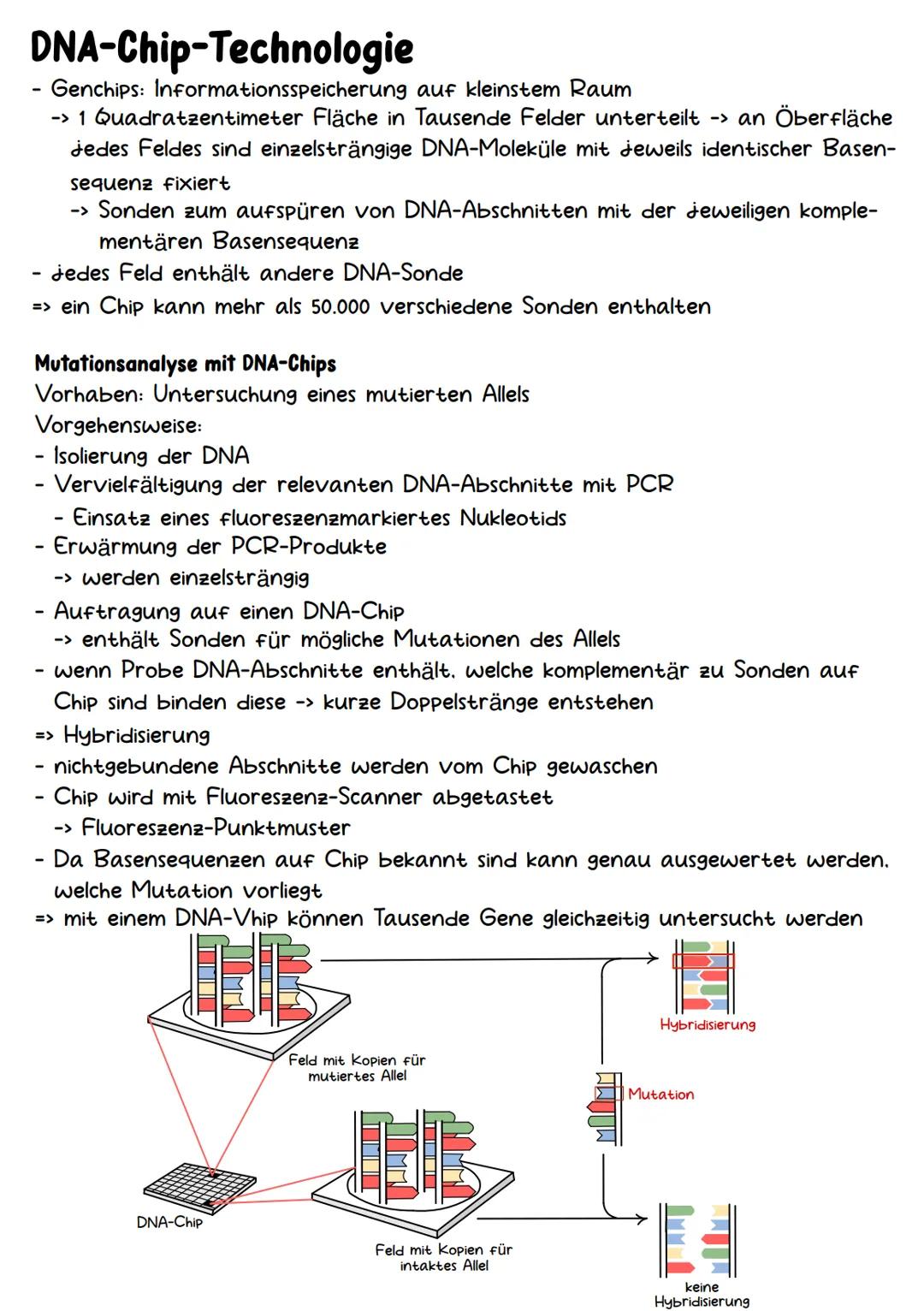 Genetik Chromosomen
Chromosome sind eine hoch kondensierte
Form der DNA. Man findet sie nur bei
Organismen mit einem echten Zellkern,
also b