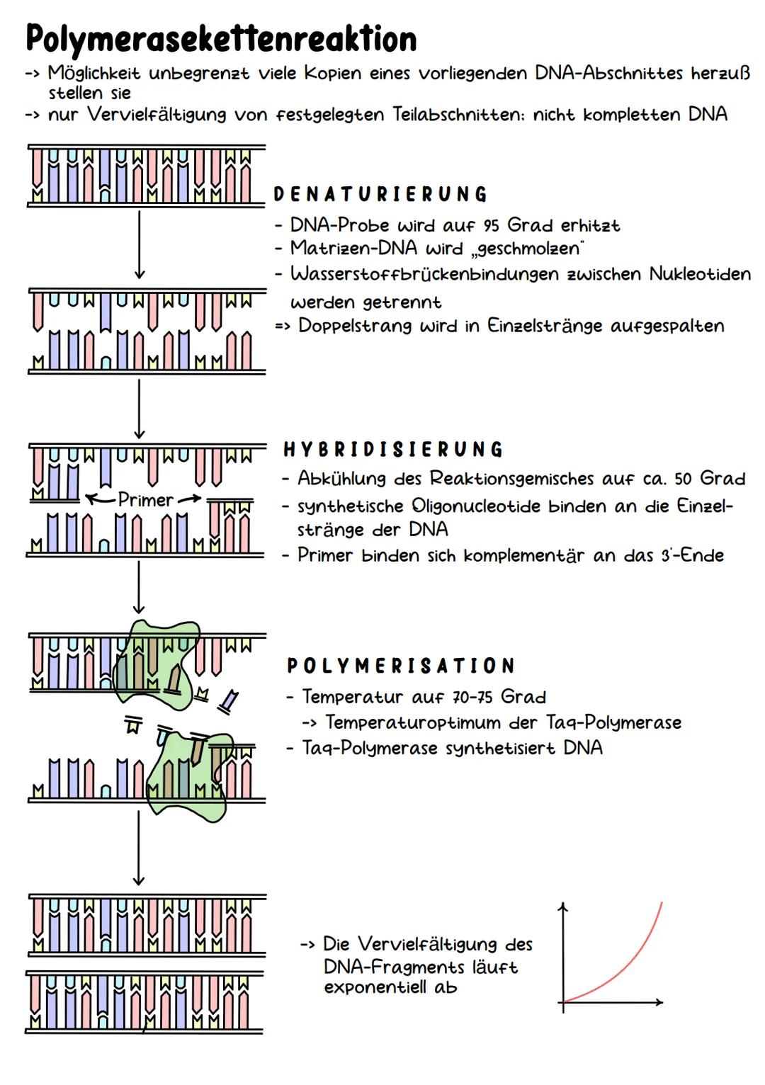 Genetik Chromosomen
Chromosome sind eine hoch kondensierte
Form der DNA. Man findet sie nur bei
Organismen mit einem echten Zellkern,
also b