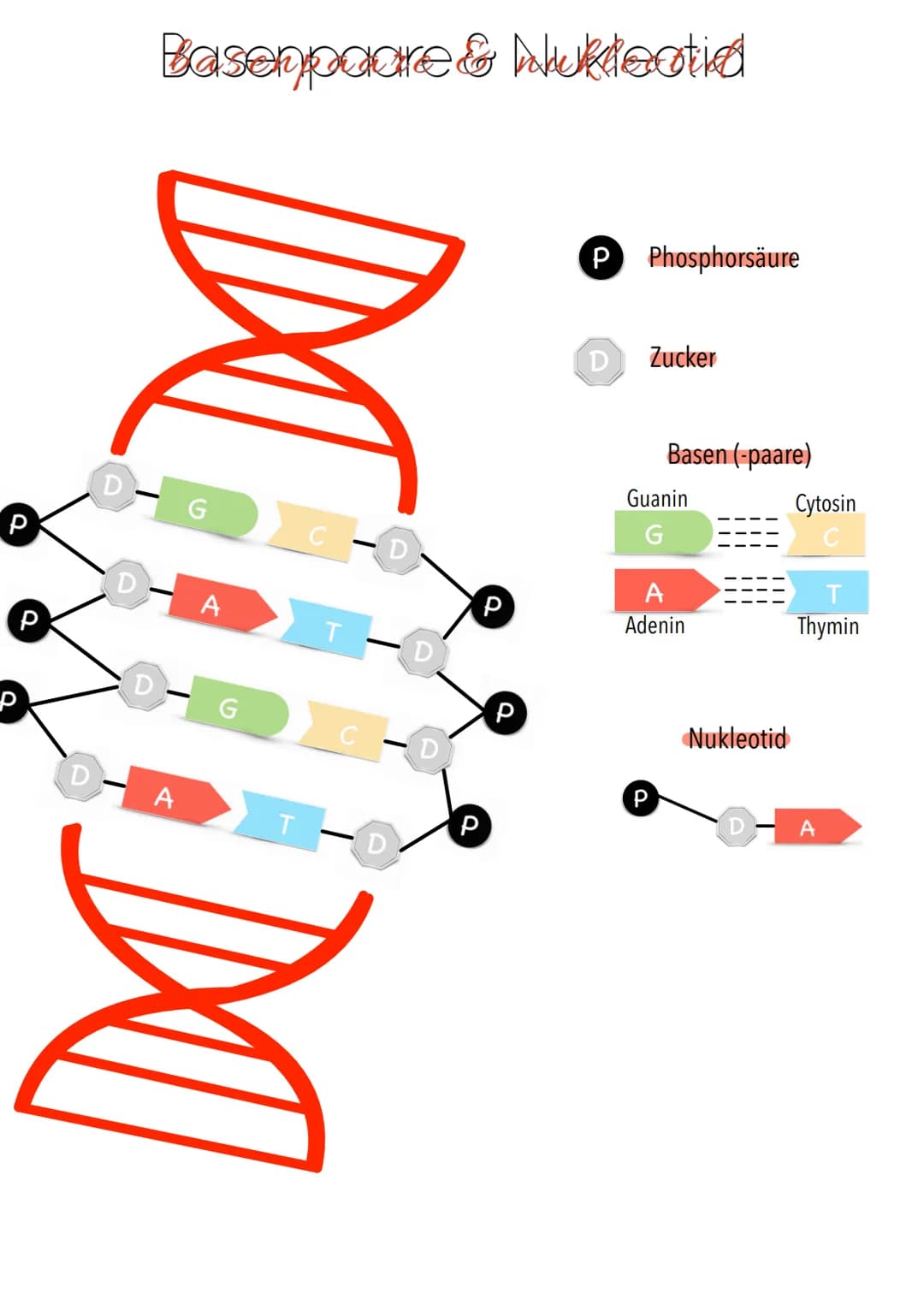 Genetik Chromosomen
Chromosome sind eine hoch kondensierte
Form der DNA. Man findet sie nur bei
Organismen mit einem echten Zellkern,
also b