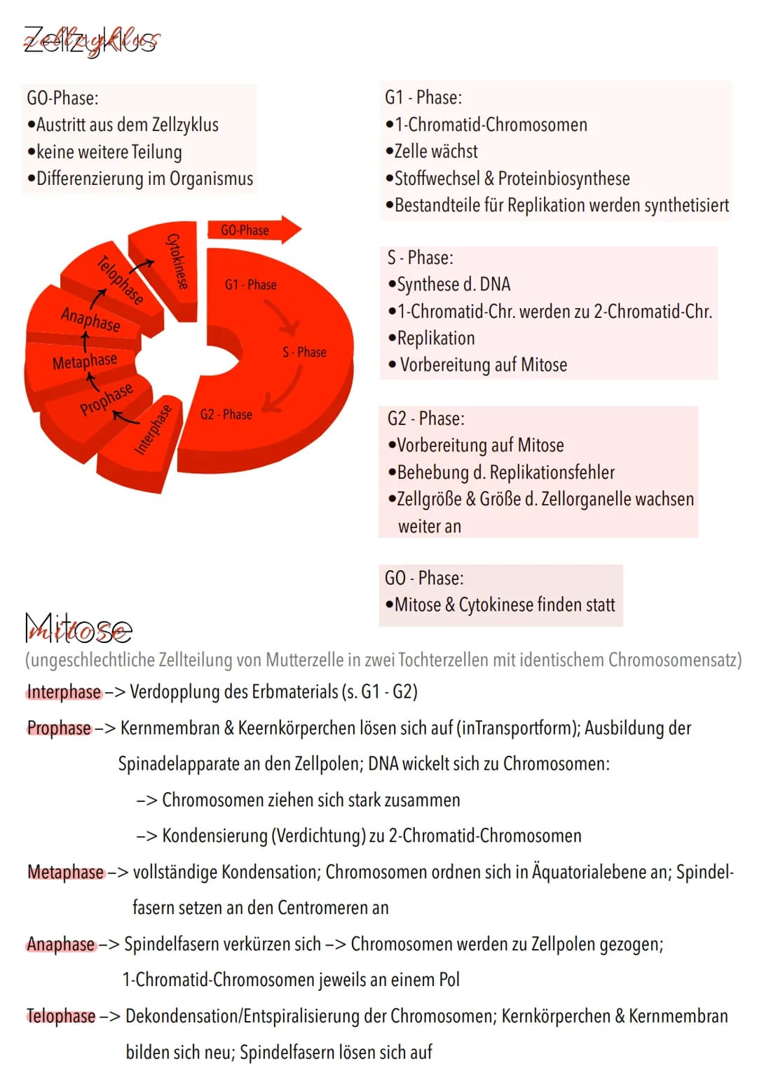 Genetik Chromosomen
Chromosome sind eine hoch kondensierte
Form der DNA. Man findet sie nur bei
Organismen mit einem echten Zellkern,
also b