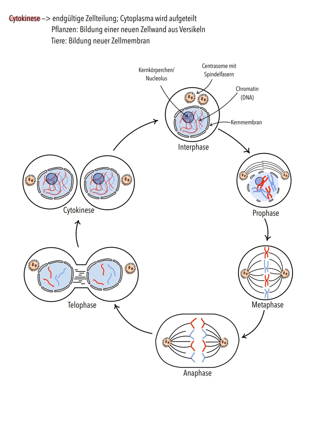 Genetik Chromosomen
Chromosome sind eine hoch kondensierte
Form der DNA. Man findet sie nur bei
Organismen mit einem echten Zellkern,
also b