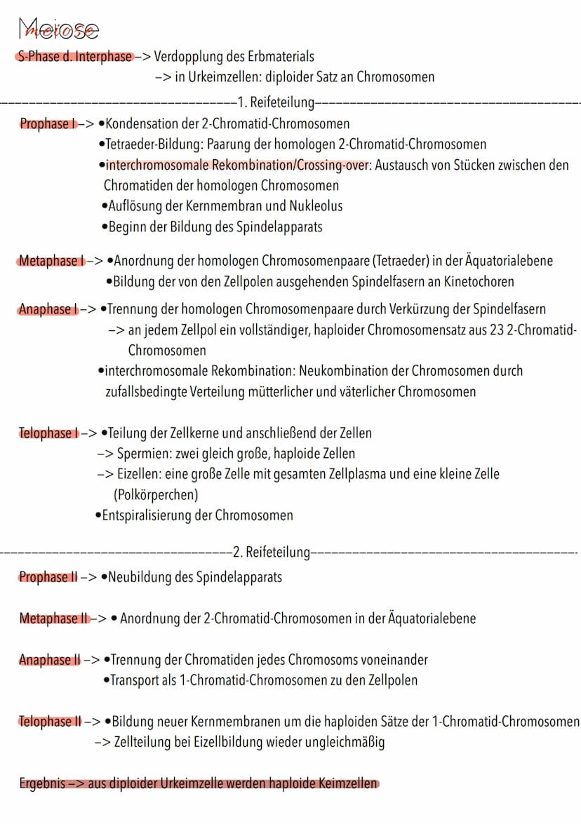 Genetik Chromosomen
Chromosome sind eine hoch kondensierte
Form der DNA. Man findet sie nur bei
Organismen mit einem echten Zellkern,
also b