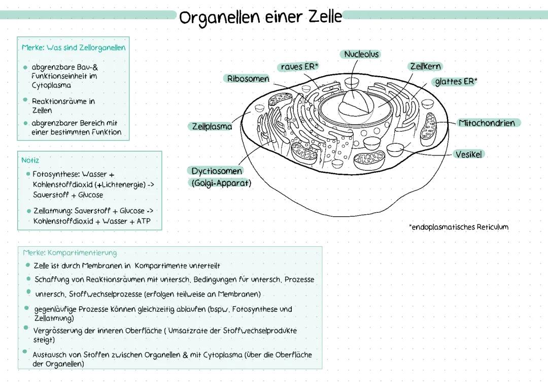 Organellen einer Zelle (Zellorganellen)