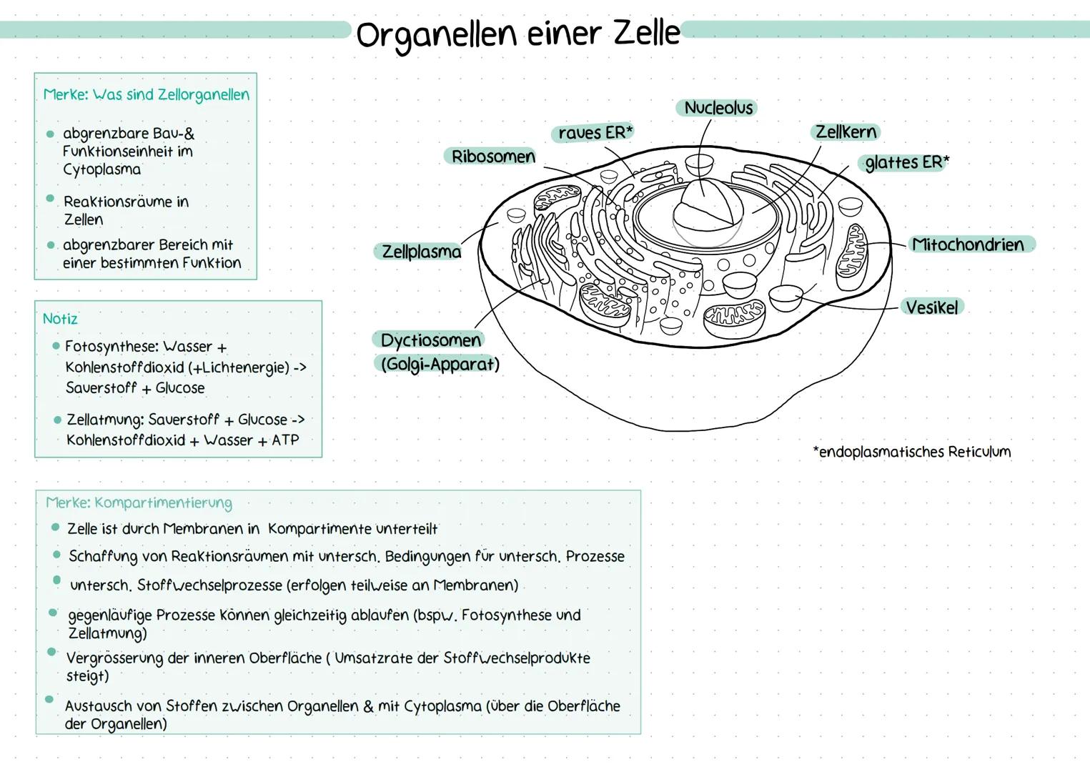 Merke: Was sind Zellorganellen
abgrenzbare Bau- &
Funktionseinheit im
Cytoplasma
Reaktionsräume in
Zellen
..abgrenzbarer Bereich mit
einer b