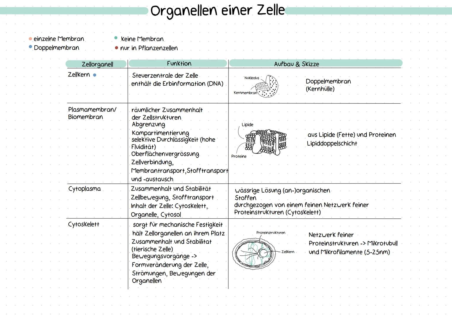 Merke: Was sind Zellorganellen
abgrenzbare Bau- &
Funktionseinheit im
Cytoplasma
Reaktionsräume in
Zellen
..abgrenzbarer Bereich mit
einer b
