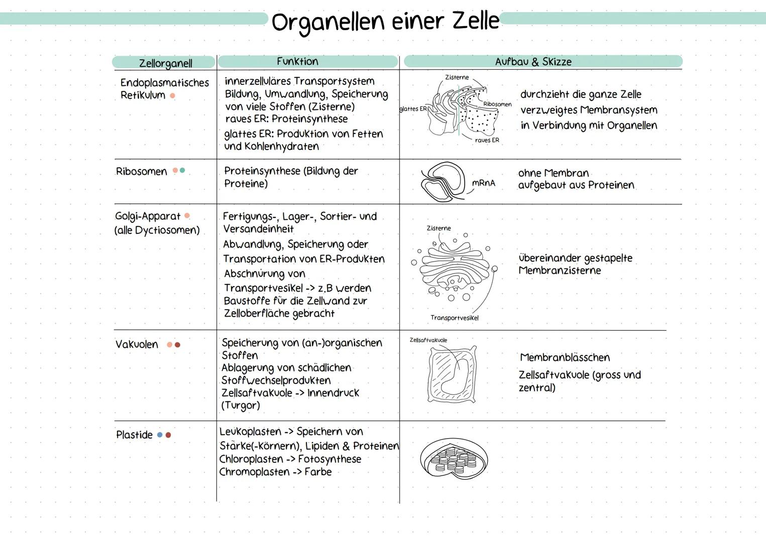 Merke: Was sind Zellorganellen
abgrenzbare Bau- &
Funktionseinheit im
Cytoplasma
Reaktionsräume in
Zellen
..abgrenzbarer Bereich mit
einer b