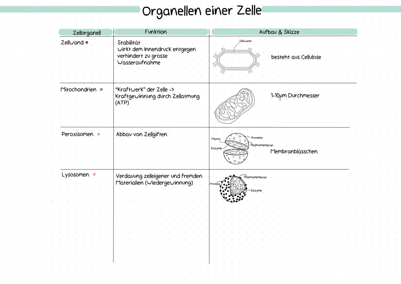 Merke: Was sind Zellorganellen
abgrenzbare Bau- &
Funktionseinheit im
Cytoplasma
Reaktionsräume in
Zellen
..abgrenzbarer Bereich mit
einer b