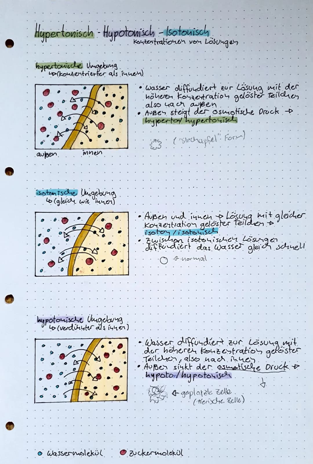 Hypertonisch - Hypotonisch - Isotonisch
Konzentrationen von
hypertonische Umgebung.
(konzentrierter als innen)
außen.
teftt
innen
isotonisch
