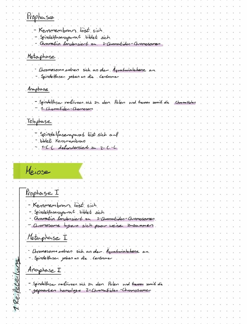 31.5.2021
Biologie - Klansur
- Mitose
Mitose
Interphase
Erbinformation wird verdoppelt
Chromatin
Mitose
L₂
G.1-. Phase.
Zellbestanteile wach