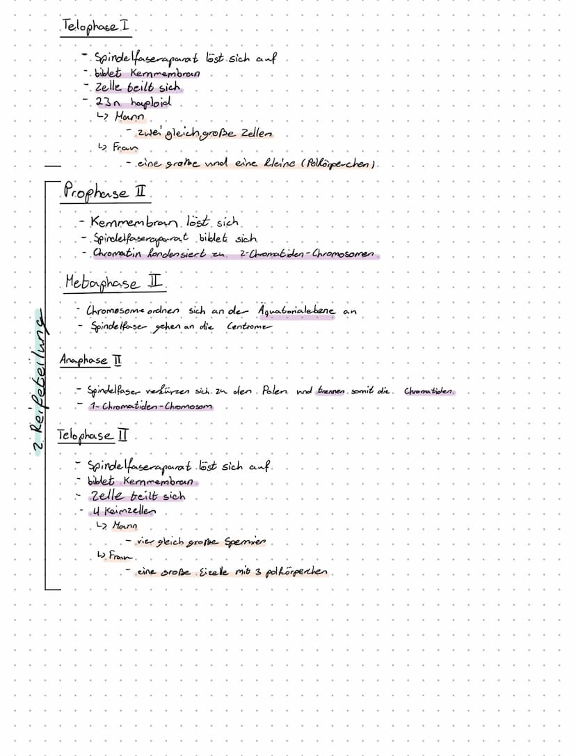 31.5.2021
Biologie - Klansur
- Mitose
Mitose
Interphase
Erbinformation wird verdoppelt
Chromatin
Mitose
L₂
G.1-. Phase.
Zellbestanteile wach