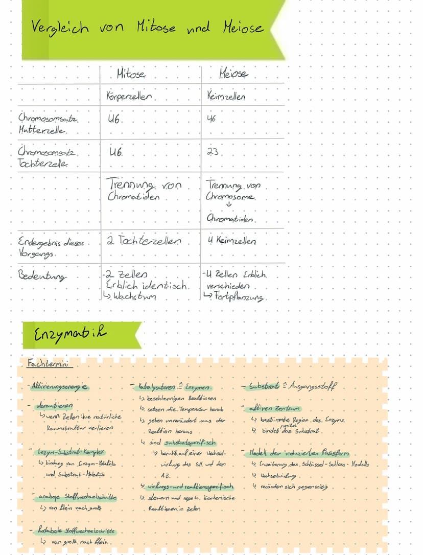 31.5.2021
Biologie - Klansur
- Mitose
Mitose
Interphase
Erbinformation wird verdoppelt
Chromatin
Mitose
L₂
G.1-. Phase.
Zellbestanteile wach