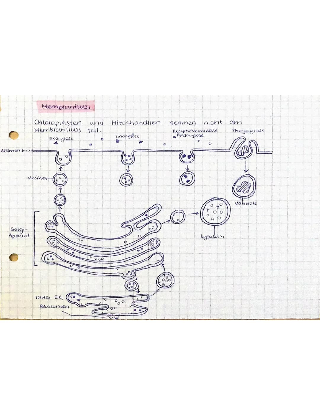 belimembrant
Membranfluss
Chloroplasten und Mitochondlien
Membranfluss tell.
Exocytose
Golgi-
Apparat
Vesihel
O
↑
Icines ER
Ribosomen
@
000
