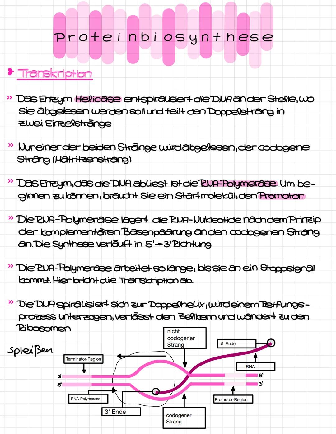 Klausurthemen
1.Proteinbiosynthese
>>Transkription-Translation
>> Umschreiben eines codogenen Stranges in Amino-
saure
>> Mutationsarten (an