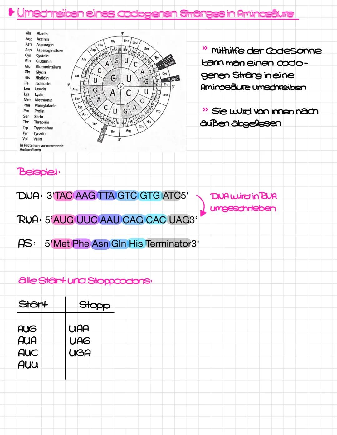 Klausurthemen
1.Proteinbiosynthese
>>Transkription-Translation
>> Umschreiben eines codogenen Stranges in Amino-
saure
>> Mutationsarten (an