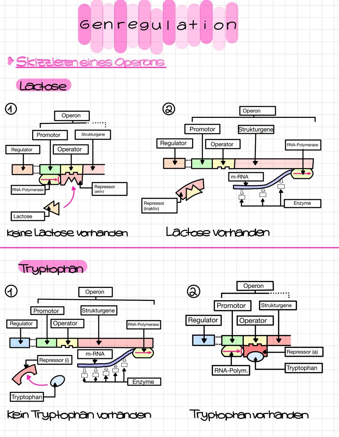 Klausurthemen
1.Proteinbiosynthese
>>Transkription-Translation
>> Umschreiben eines codogenen Stranges in Amino-
saure
>> Mutationsarten (an