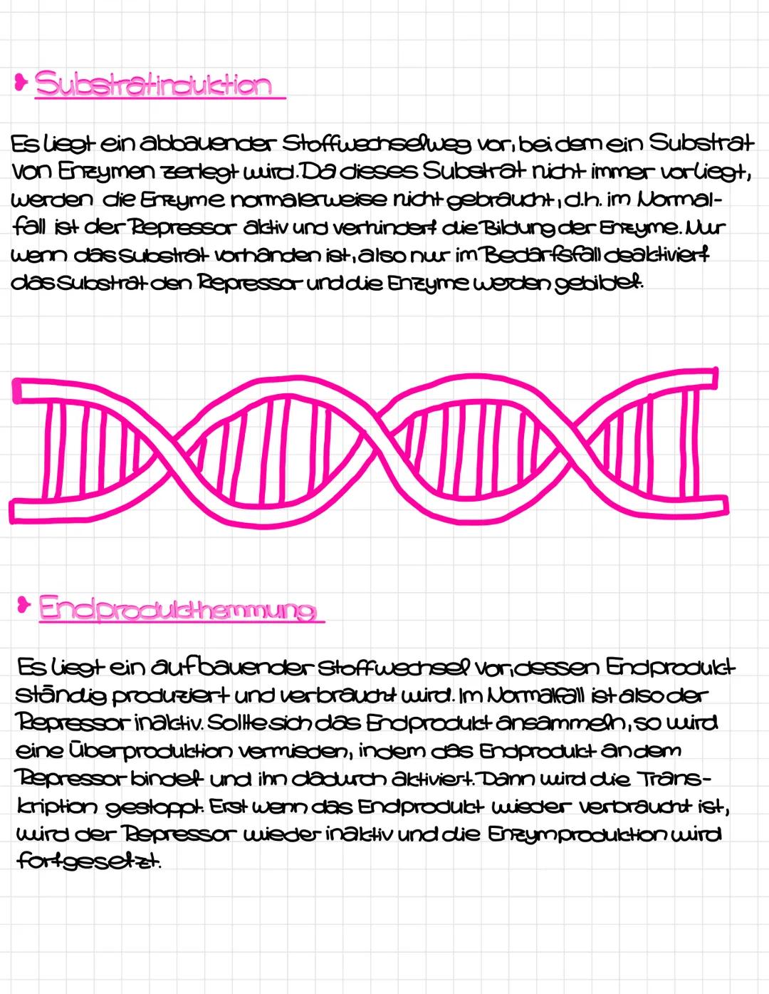 Klausurthemen
1.Proteinbiosynthese
>>Transkription-Translation
>> Umschreiben eines codogenen Stranges in Amino-
saure
>> Mutationsarten (an