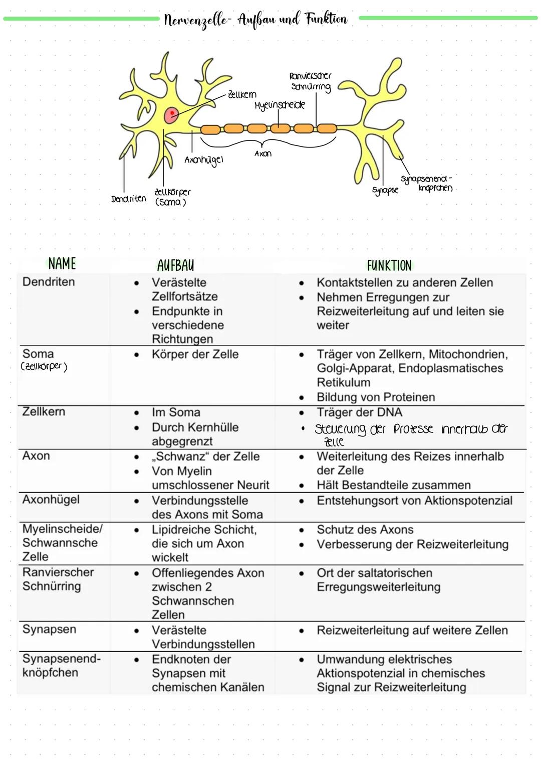 NAME
Dendriten
Soma
(zellkörper)
Zellkern
Axon
Axonhügel
Myelinscheide/
Schwannsche
Zelle
Ranvierscher
Schnürring
Synapsen
Synapsenend-
knöp