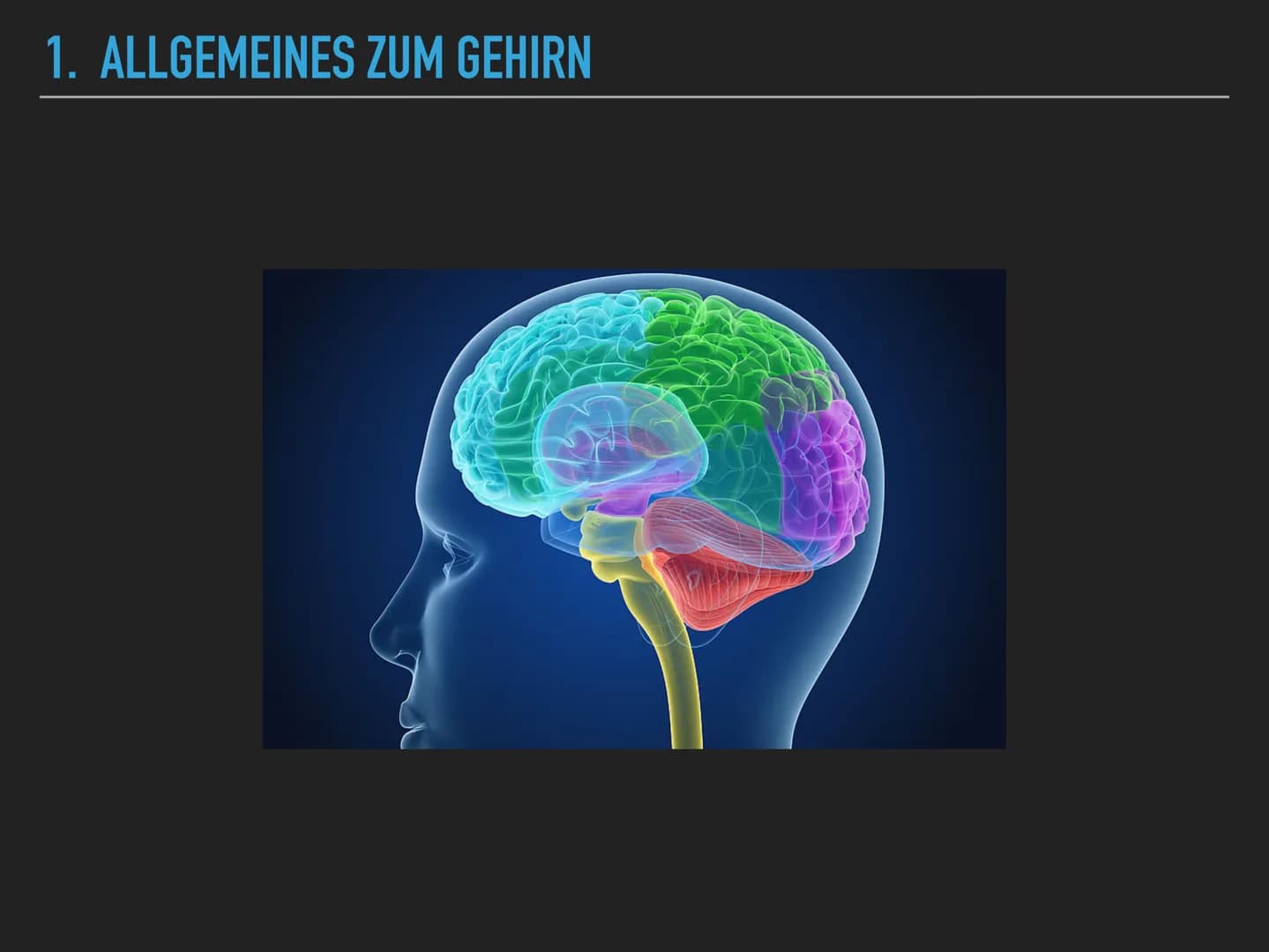 
<h2 id="allgemeineszumgehirn">Allgemeines zum Gehirn</h2>
<p>Das menschliche Gehirn wiegt ungefähr 1400 Gramm und steuert nahezu alle leben