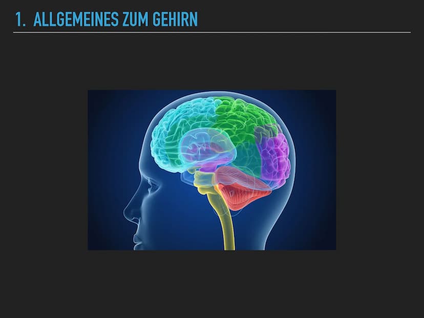 
<h2 id="allgemeineszumgehirn">Allgemeines zum Gehirn</h2>
<p>Das menschliche Gehirn wiegt ungefähr 1400 Gramm und steuert nahezu alle leben