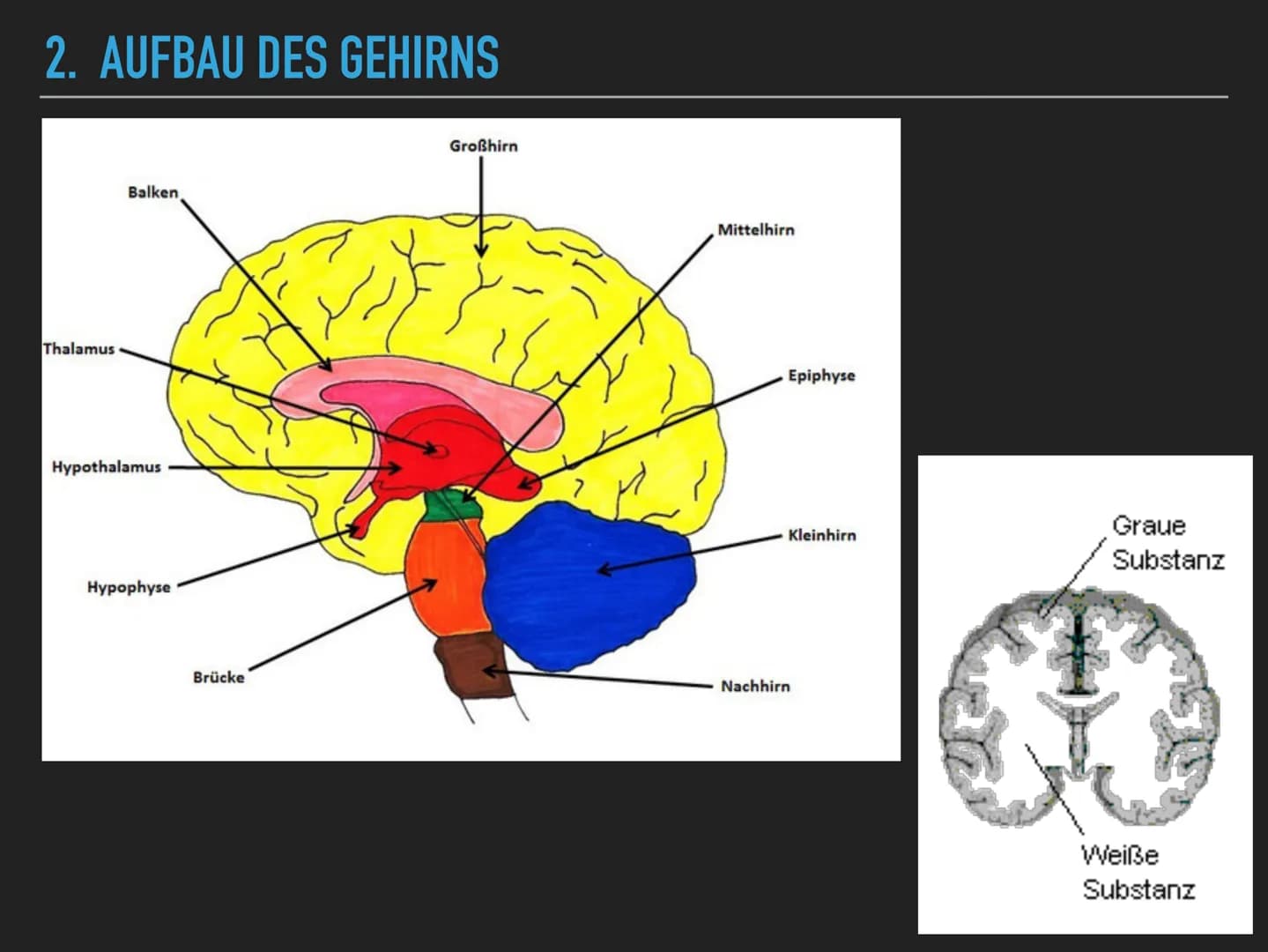 
<h2 id="allgemeineszumgehirn">Allgemeines zum Gehirn</h2>
<p>Das menschliche Gehirn wiegt ungefähr 1400 Gramm und steuert nahezu alle leben