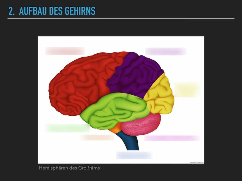 
<h2 id="allgemeineszumgehirn">Allgemeines zum Gehirn</h2>
<p>Das menschliche Gehirn wiegt ungefähr 1400 Gramm und steuert nahezu alle leben