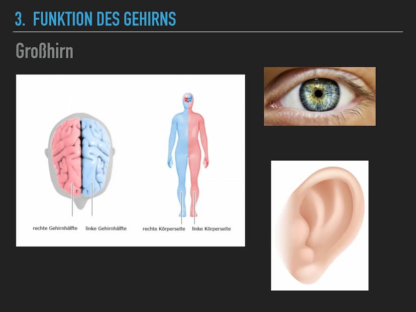 
<h2 id="allgemeineszumgehirn">Allgemeines zum Gehirn</h2>
<p>Das menschliche Gehirn wiegt ungefähr 1400 Gramm und steuert nahezu alle leben