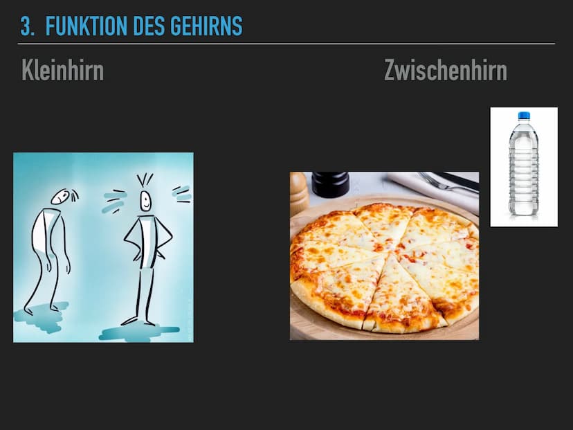 
<h2 id="allgemeineszumgehirn">Allgemeines zum Gehirn</h2>
<p>Das menschliche Gehirn wiegt ungefähr 1400 Gramm und steuert nahezu alle leben