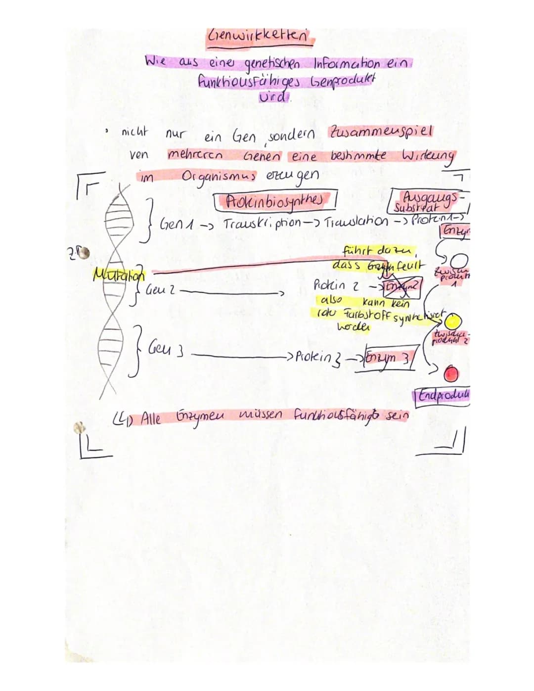 Genwirkketten 🧬 