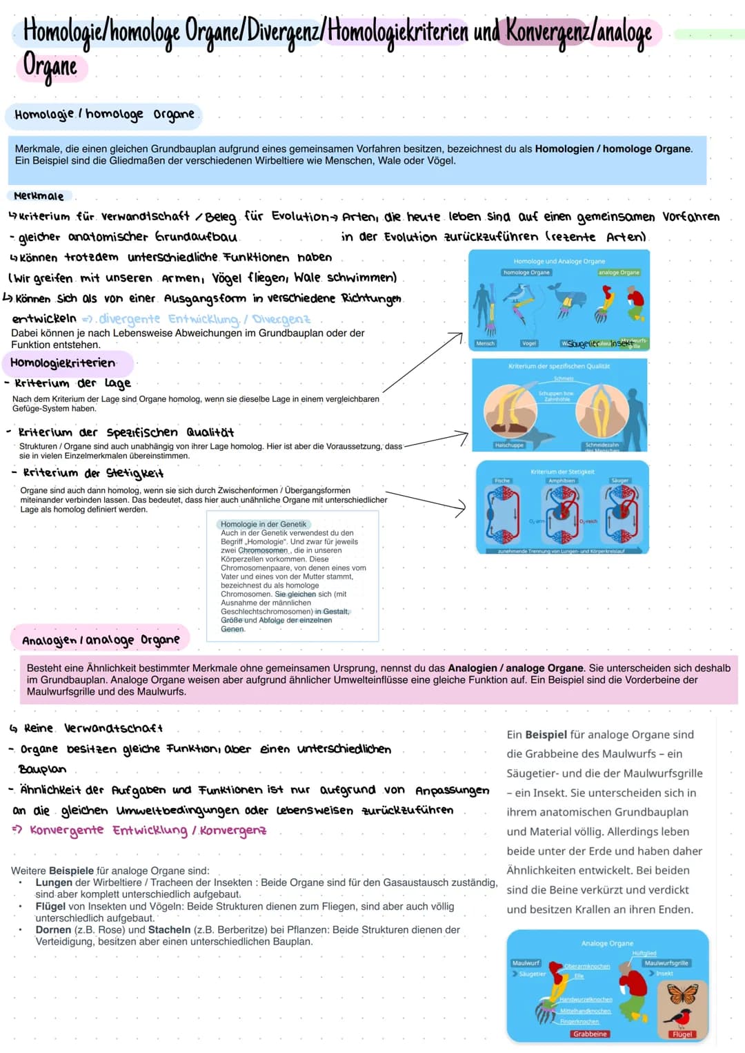 Homologie/homologe Organe/Divergenz/Homologiekriterien und Konvergenz/analoge
Organe
Homologie / homologe organe
Merkmale, die einen gleiche