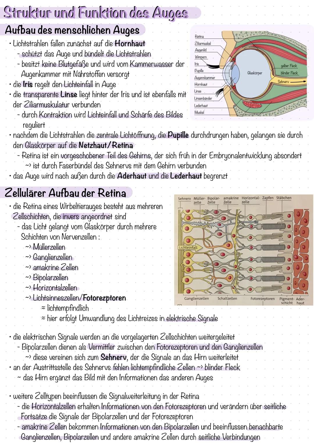 # Struktur und Funktion des Auges

# Aufbau des menschlichen Auges

• Lichtstrahlen fallen zunächst auf die Hornhaut

- schützt das Auge und