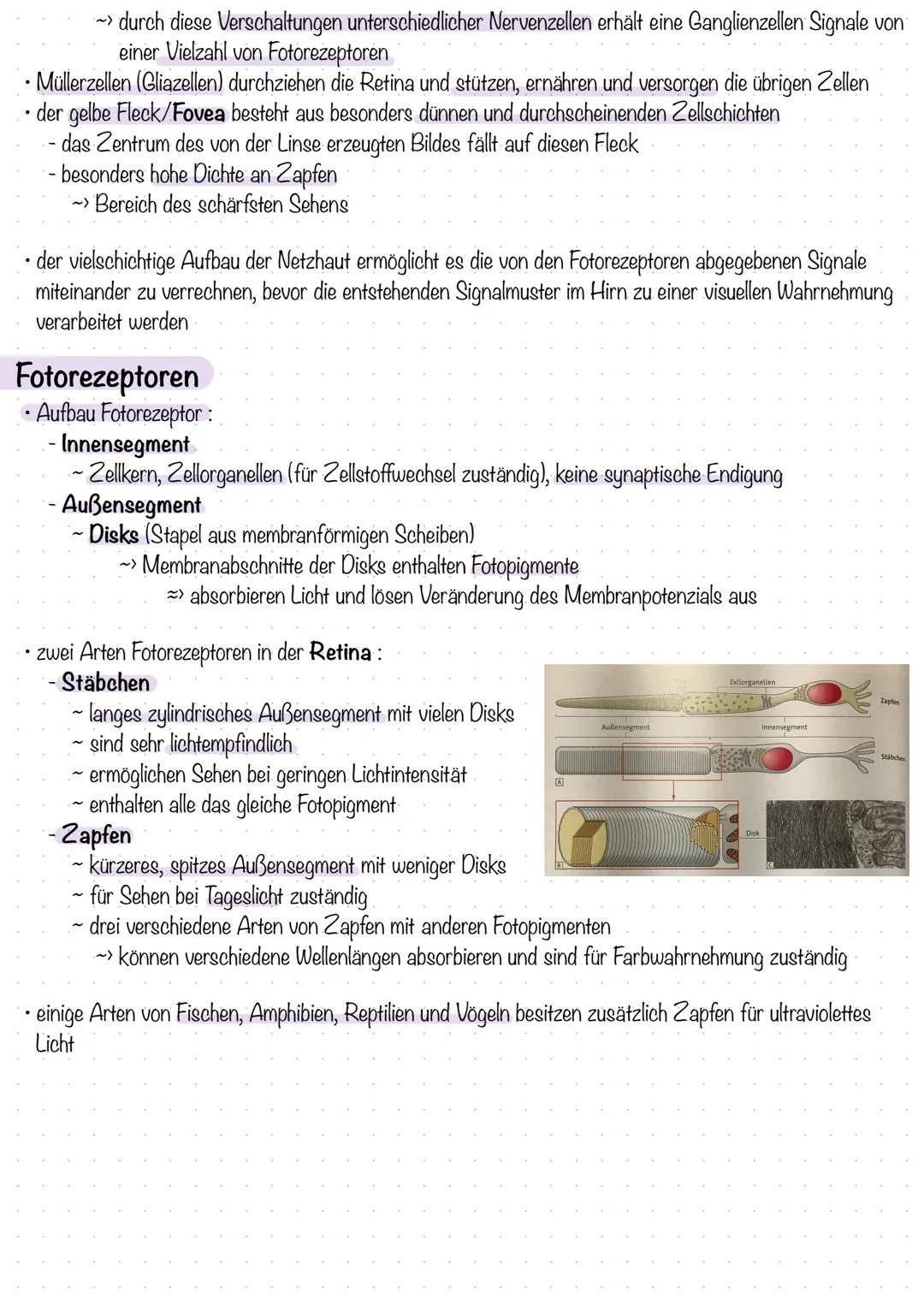 # Struktur und Funktion des Auges

# Aufbau des menschlichen Auges

• Lichtstrahlen fallen zunächst auf die Hornhaut

- schützt das Auge und