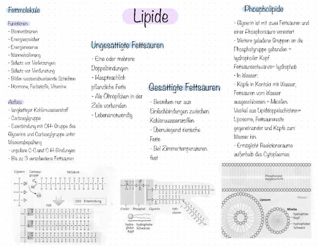 Know Lernkarte, Lipide thumbnail