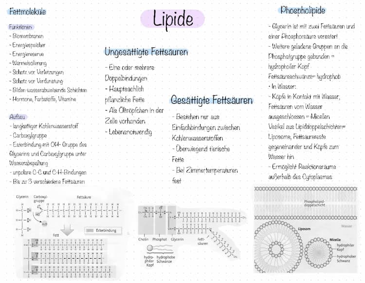 Know Lernkarte, Lipide thumbnail