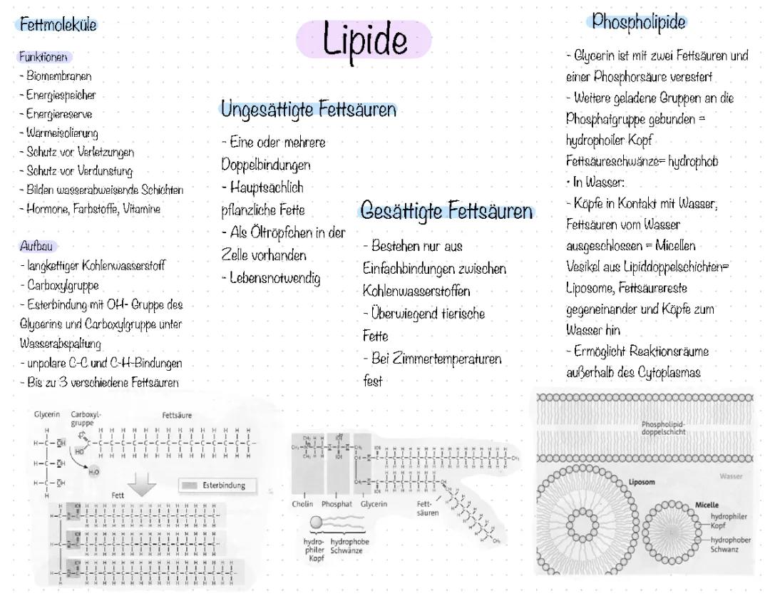 Fettmolekül Aufbau und Phospholipide: Dein Arbeitsblatt über gesättigte und ungesättigte Fettsäuren