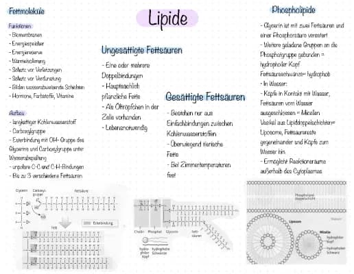 Know Lernkarte, Lipide thumbnail