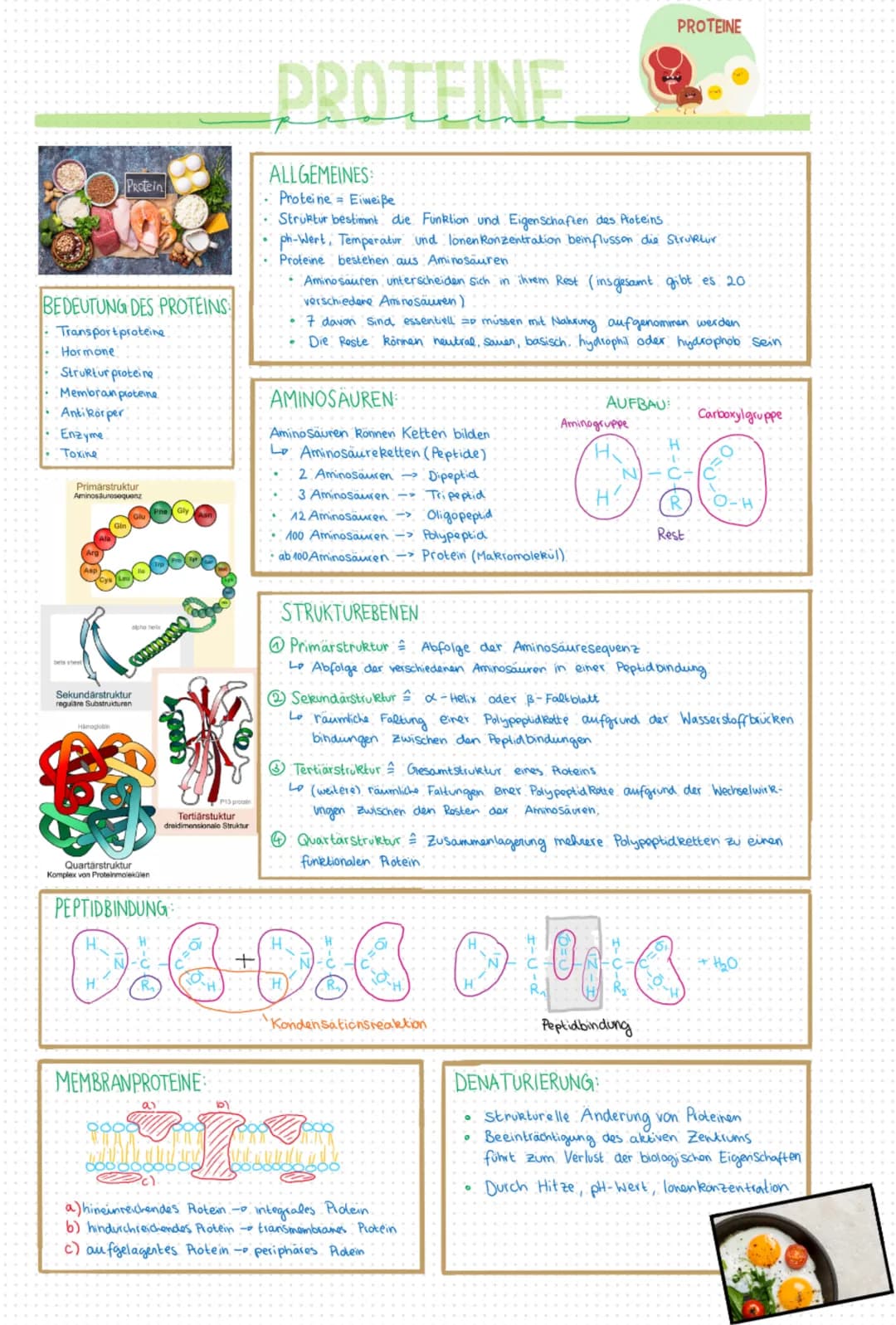 BEDEUTUNG DES PROTEINS
Transport proteine.
Hormone
Struktur proteine
Membran proteine
•Antikörper
Enzyme
Protein
• Toxine
Primärstruktur
Ami