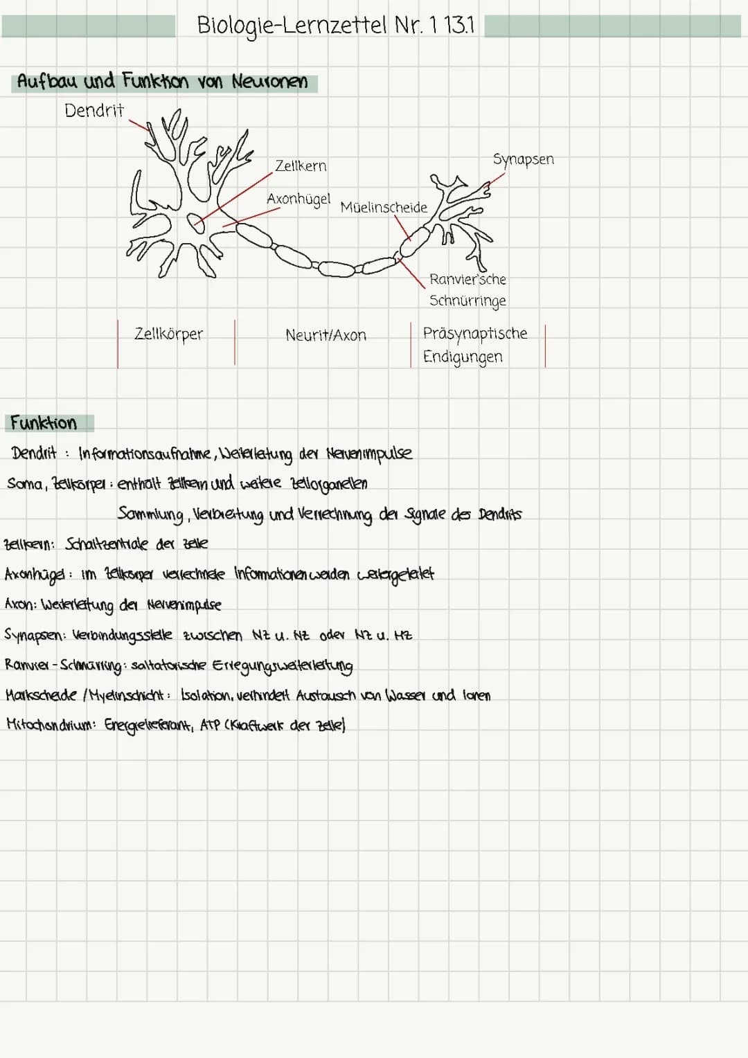 Nervenzelle: Aufbau, Funktion und Synapsen erklärt