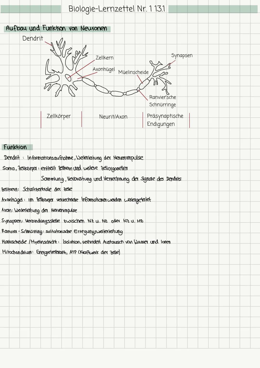 Biologie-Lernzettel Nr. 1 13.1
Aufbau und Funktion von Neuronen
Dendrit
Seg
Zellkörper
Zellkern
Axonhügel Müelinscheide
Neurit/Axon
Funktion