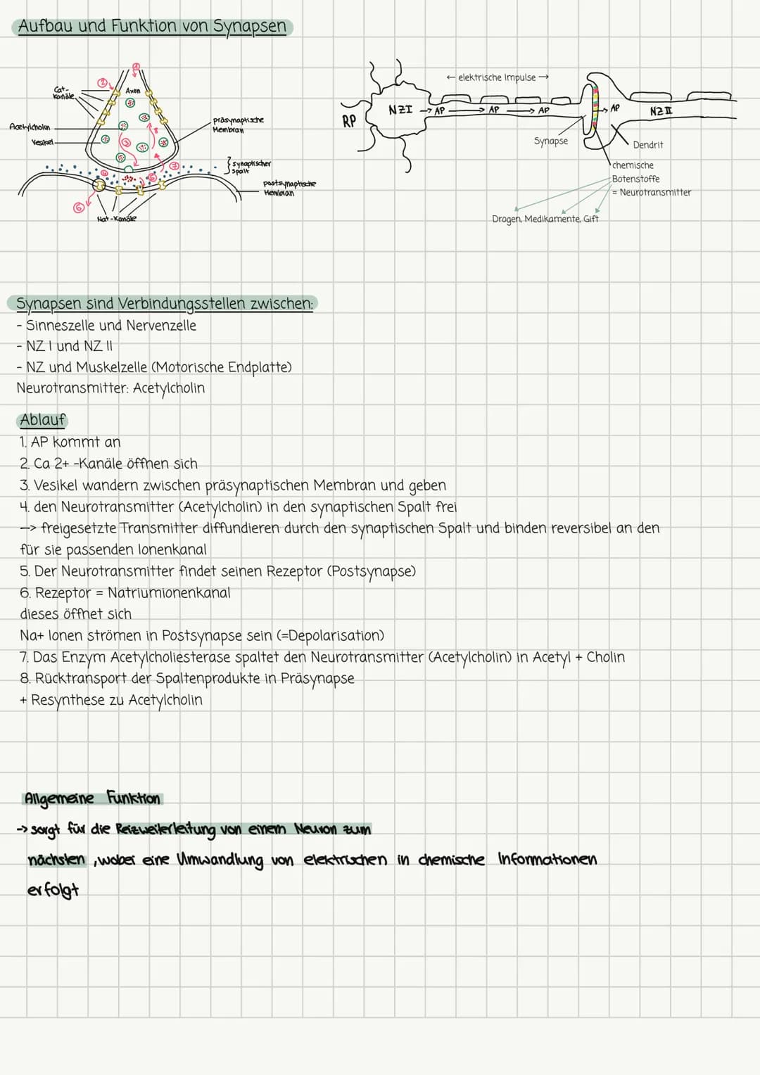 Biologie-Lernzettel Nr. 1 13.1
Aufbau und Funktion von Neuronen
Dendrit
Seg
Zellkörper
Zellkern
Axonhügel Müelinscheide
Neurit/Axon
Funktion