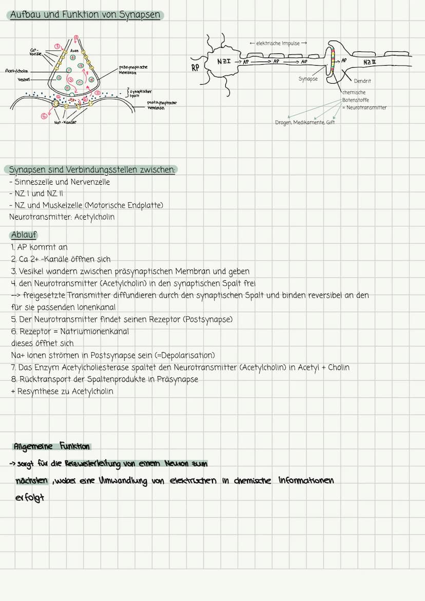 Biologie-Lernzettel Nr. 1 13.1
Aufbau und Funktion von Neuronen
Dendrit
Seg
Zellkörper
Zellkern
Axonhügel Müelinscheide
Neurit/Axon
Funktion