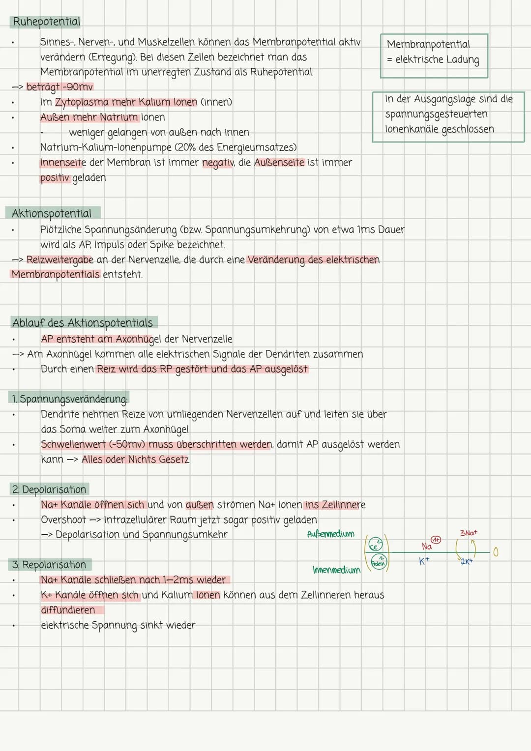 Biologie-Lernzettel Nr. 1 13.1
Aufbau und Funktion von Neuronen
Dendrit
Seg
Zellkörper
Zellkern
Axonhügel Müelinscheide
Neurit/Axon
Funktion