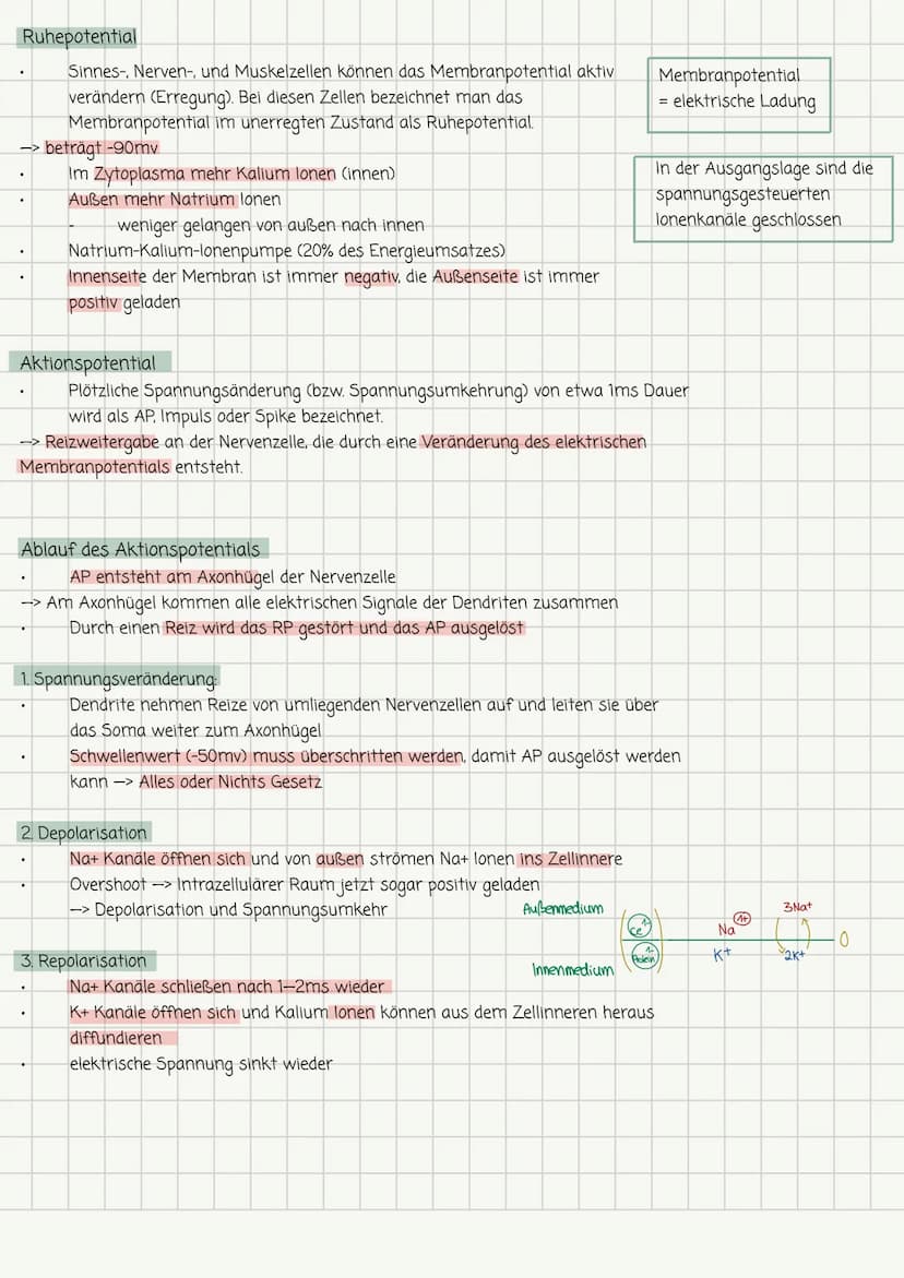 Biologie-Lernzettel Nr. 1 13.1
Aufbau und Funktion von Neuronen
Dendrit
Seg
Zellkörper
Zellkern
Axonhügel Müelinscheide
Neurit/Axon
Funktion