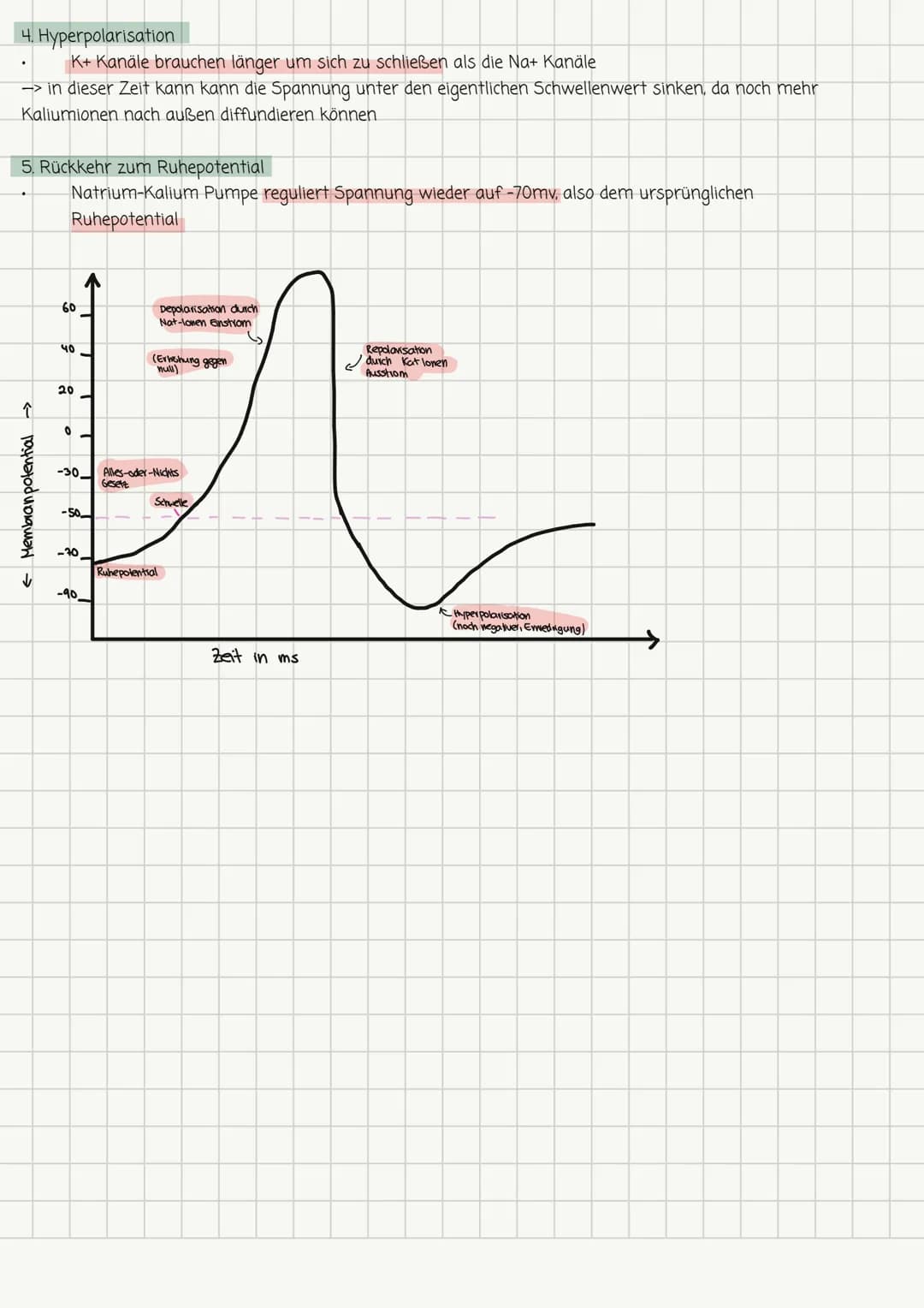 Biologie-Lernzettel Nr. 1 13.1
Aufbau und Funktion von Neuronen
Dendrit
Seg
Zellkörper
Zellkern
Axonhügel Müelinscheide
Neurit/Axon
Funktion