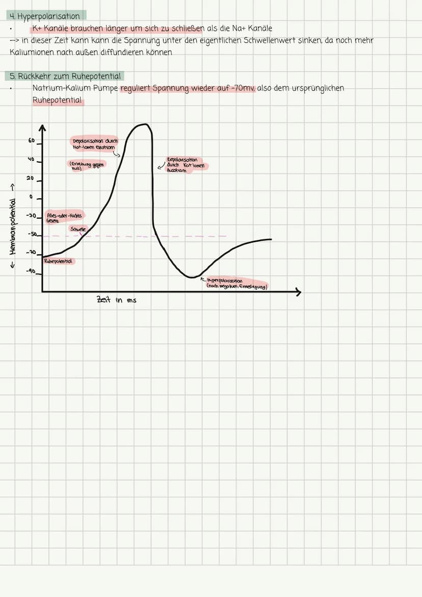 Biologie-Lernzettel Nr. 1 13.1
Aufbau und Funktion von Neuronen
Dendrit
Seg
Zellkörper
Zellkern
Axonhügel Müelinscheide
Neurit/Axon
Funktion