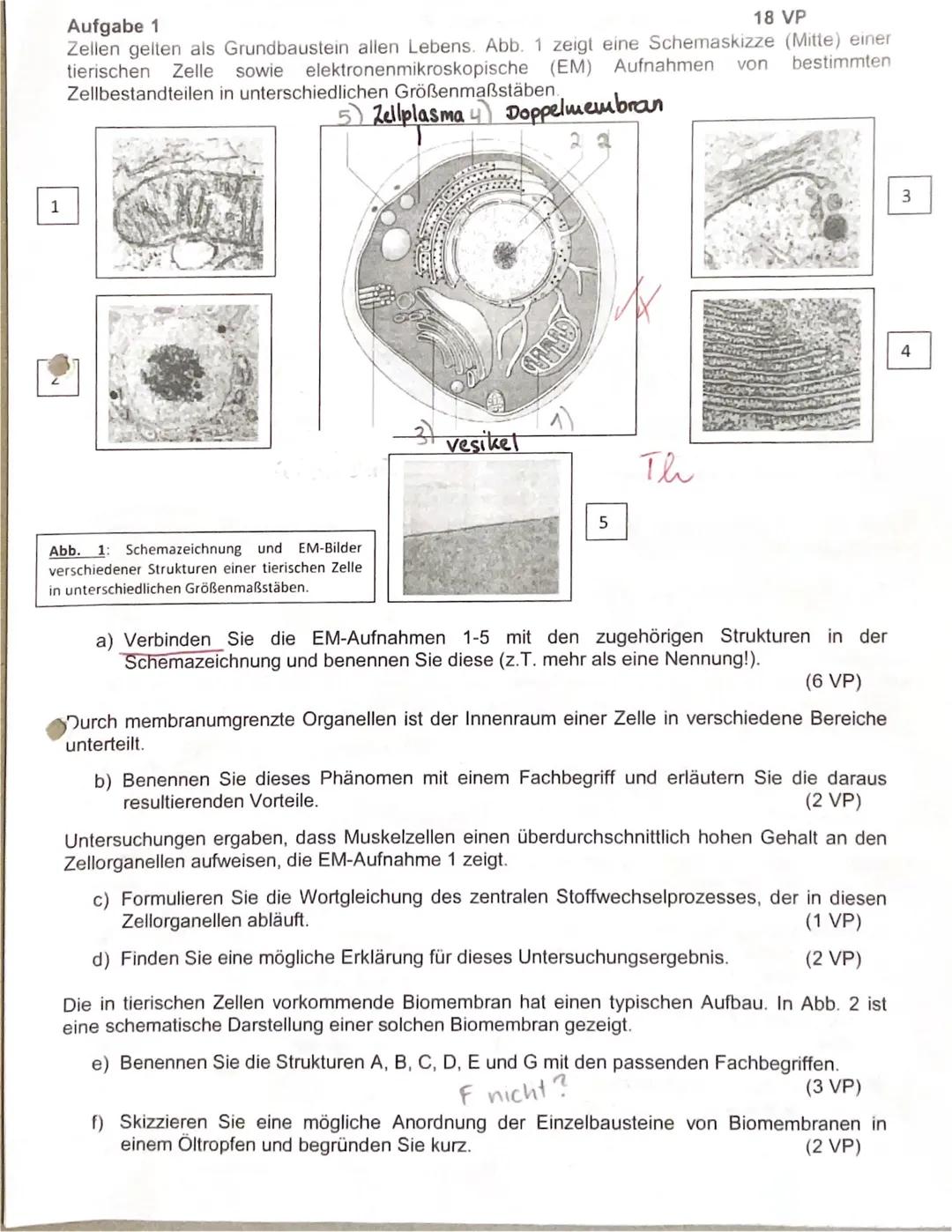 1
18 VP
Aufgabe 1
Zellen gelten als Grundbaustein allen Lebens. Abb. 1 zeigt eine Schemaskizze (Mitte) einer
von bestimmten
tierischen Zelle