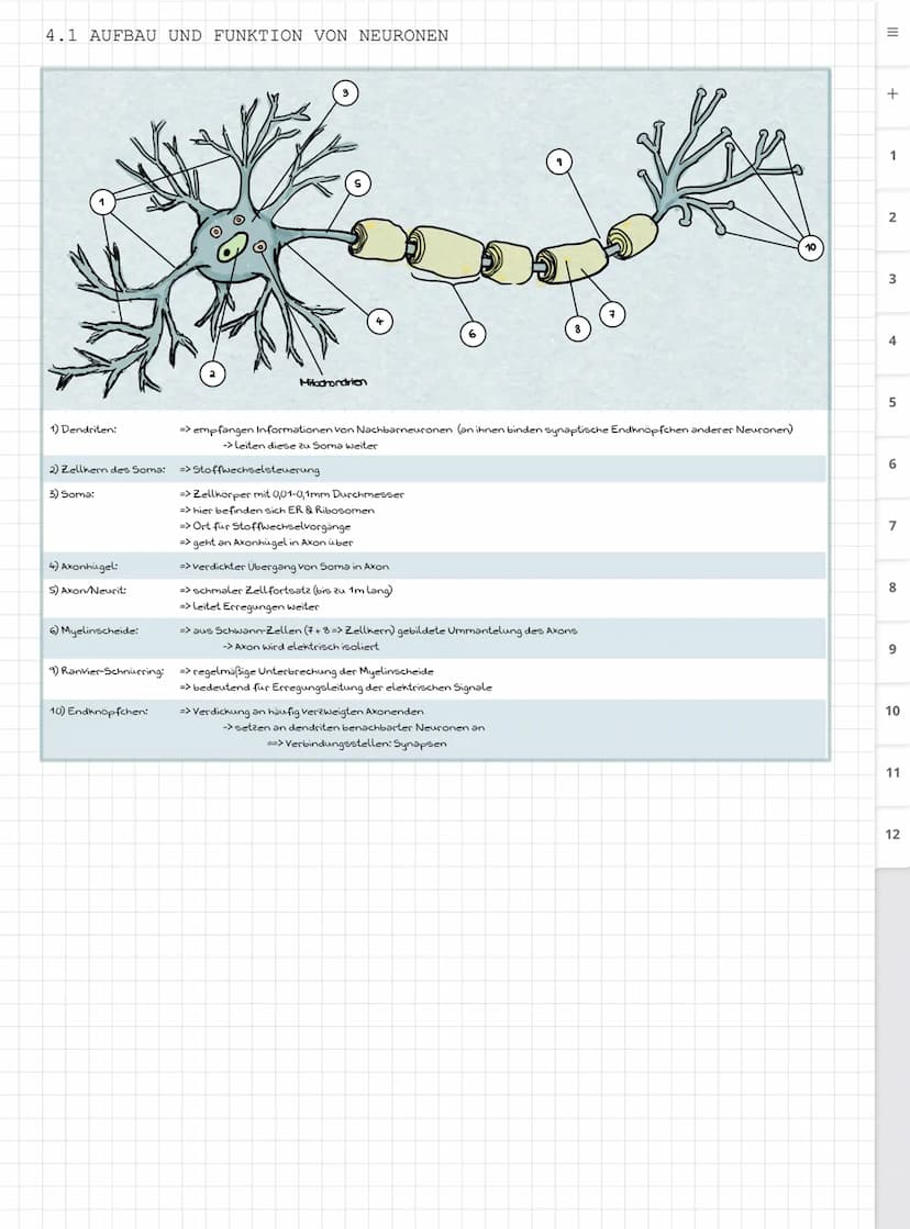 Biologie LK
Abiturvorbereitung abitur.nrw
Leistungskurs
Genetik
Meiose und Rekombination
Analyse von Familienstammbäu-
men
Proteinbiosynthes