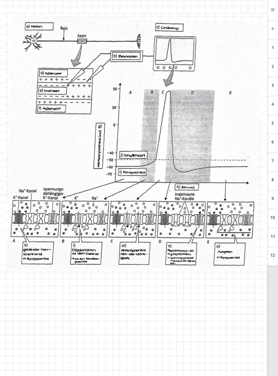 Biologie LK
Abiturvorbereitung abitur.nrw
Leistungskurs
Genetik
Meiose und Rekombination
Analyse von Familienstammbäu-
men
Proteinbiosynthes