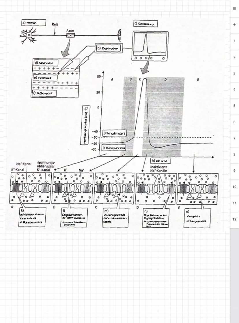 Biologie LK
Abiturvorbereitung abitur.nrw
Leistungskurs
Genetik
Meiose und Rekombination
Analyse von Familienstammbäu-
men
Proteinbiosynthes