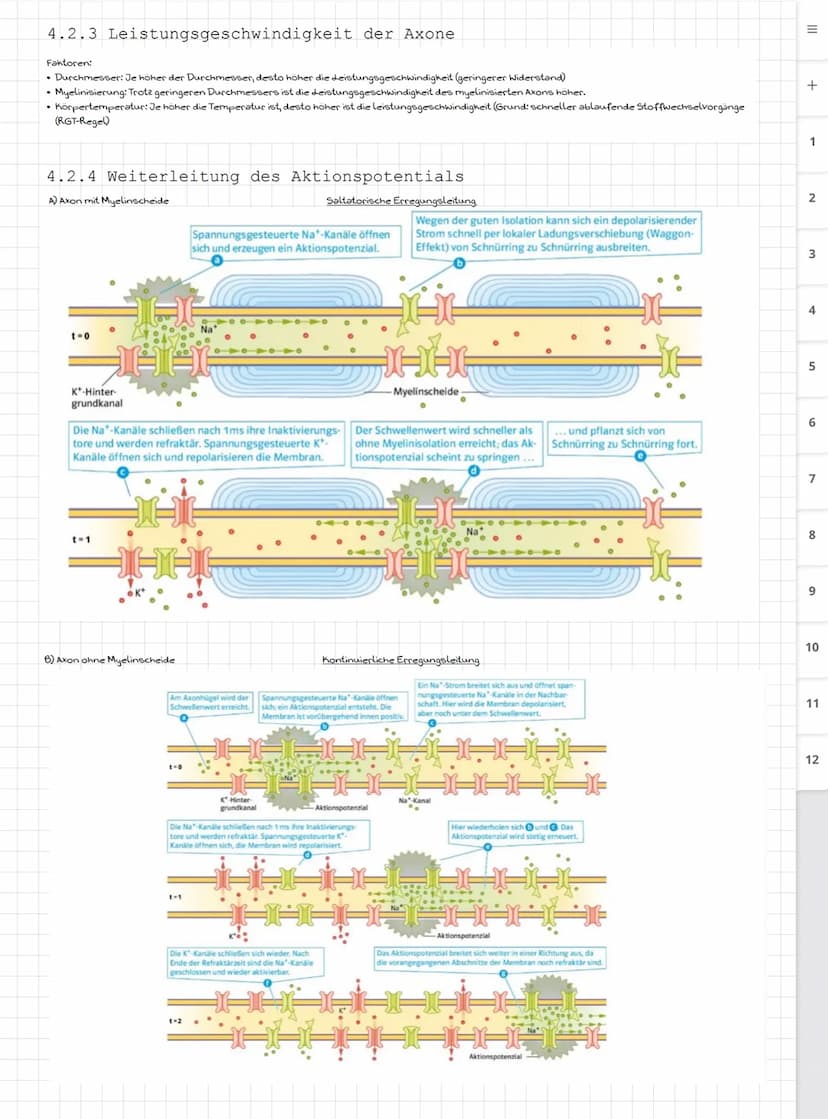 Biologie LK
Abiturvorbereitung abitur.nrw
Leistungskurs
Genetik
Meiose und Rekombination
Analyse von Familienstammbäu-
men
Proteinbiosynthes